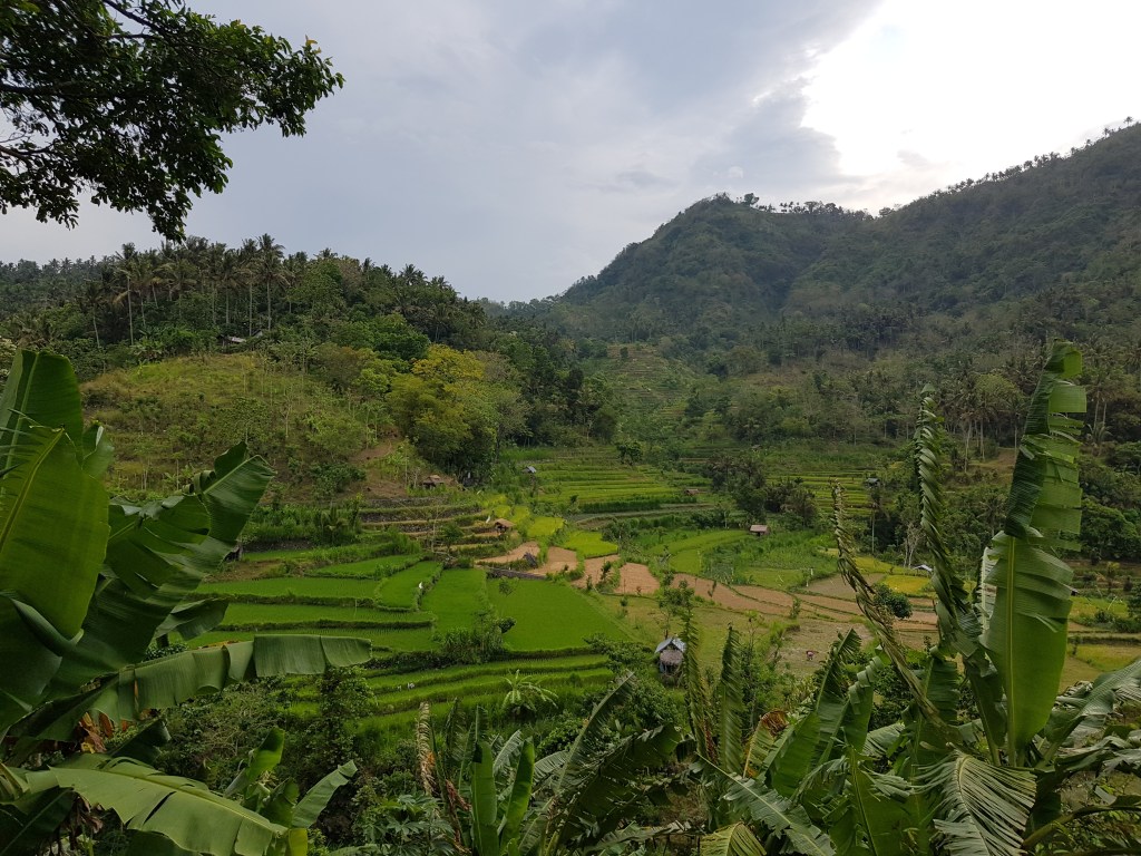 View of rice fields in Ubud, Bali, ideal for nature and work