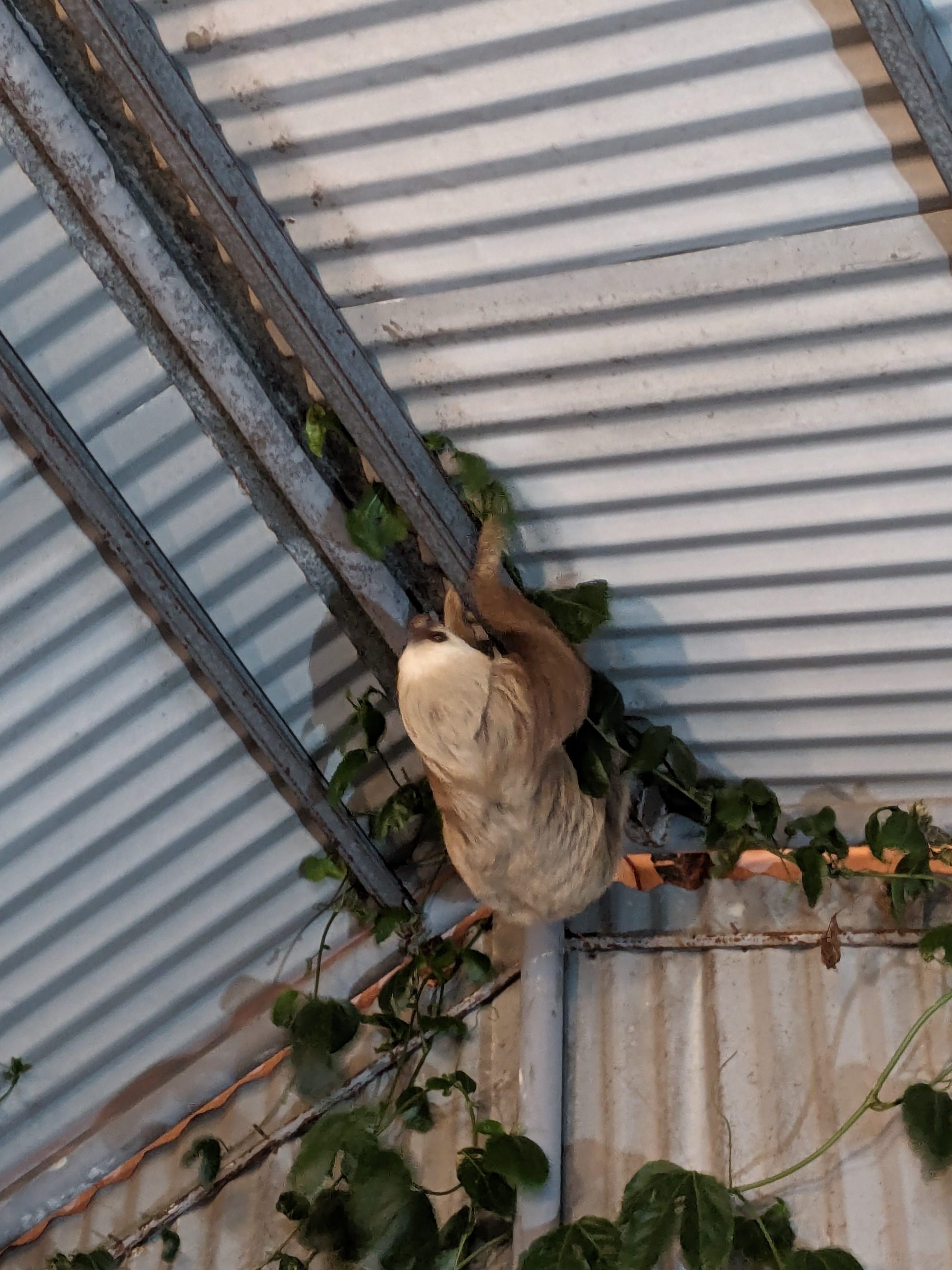 Close-up of a sloth in El Valle de Antón, a favorite spot for Digital Nomads in Panama
