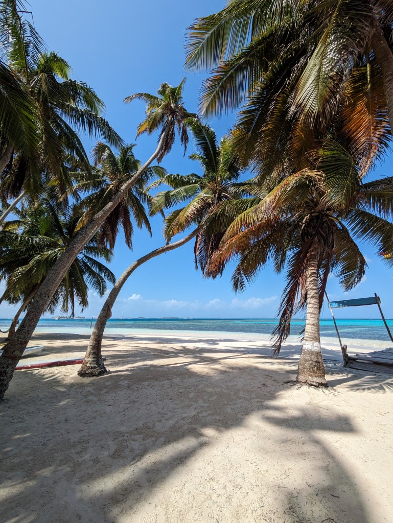 Palmtrees on the beach - perfect for digital Nomads - Reiseziel im Winter