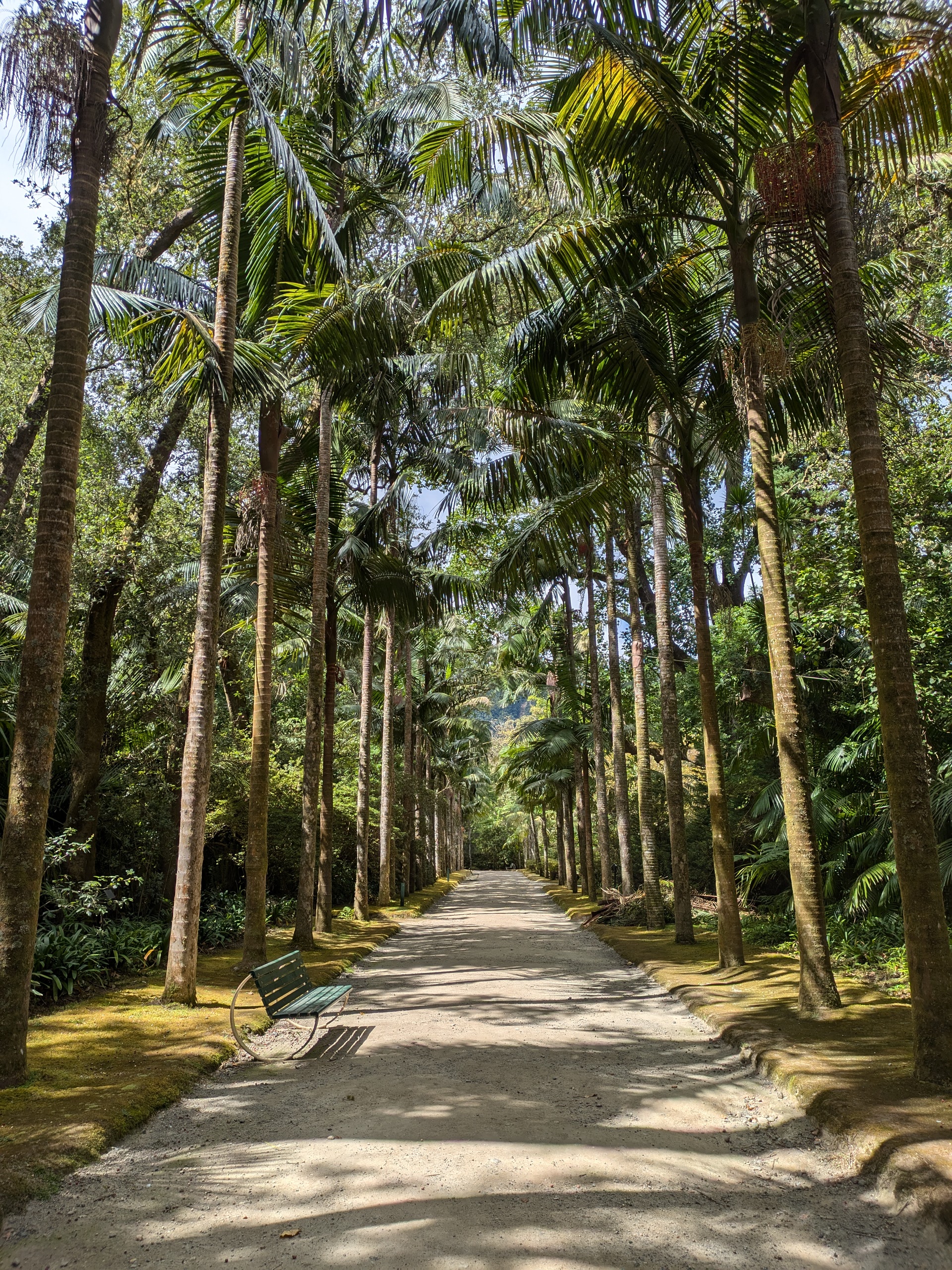 Palm-lined path in Parque Terra Nostra, São Miguel, a peaceful retreat for digital nomads in the Azores