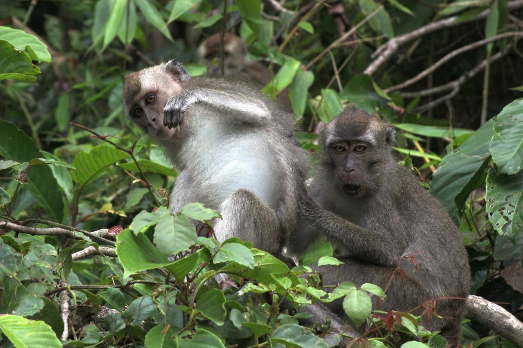 Wild monkeys in Malaysian jungle, an adventure spot for digital nomads exploring Malaysia’s natural beauty