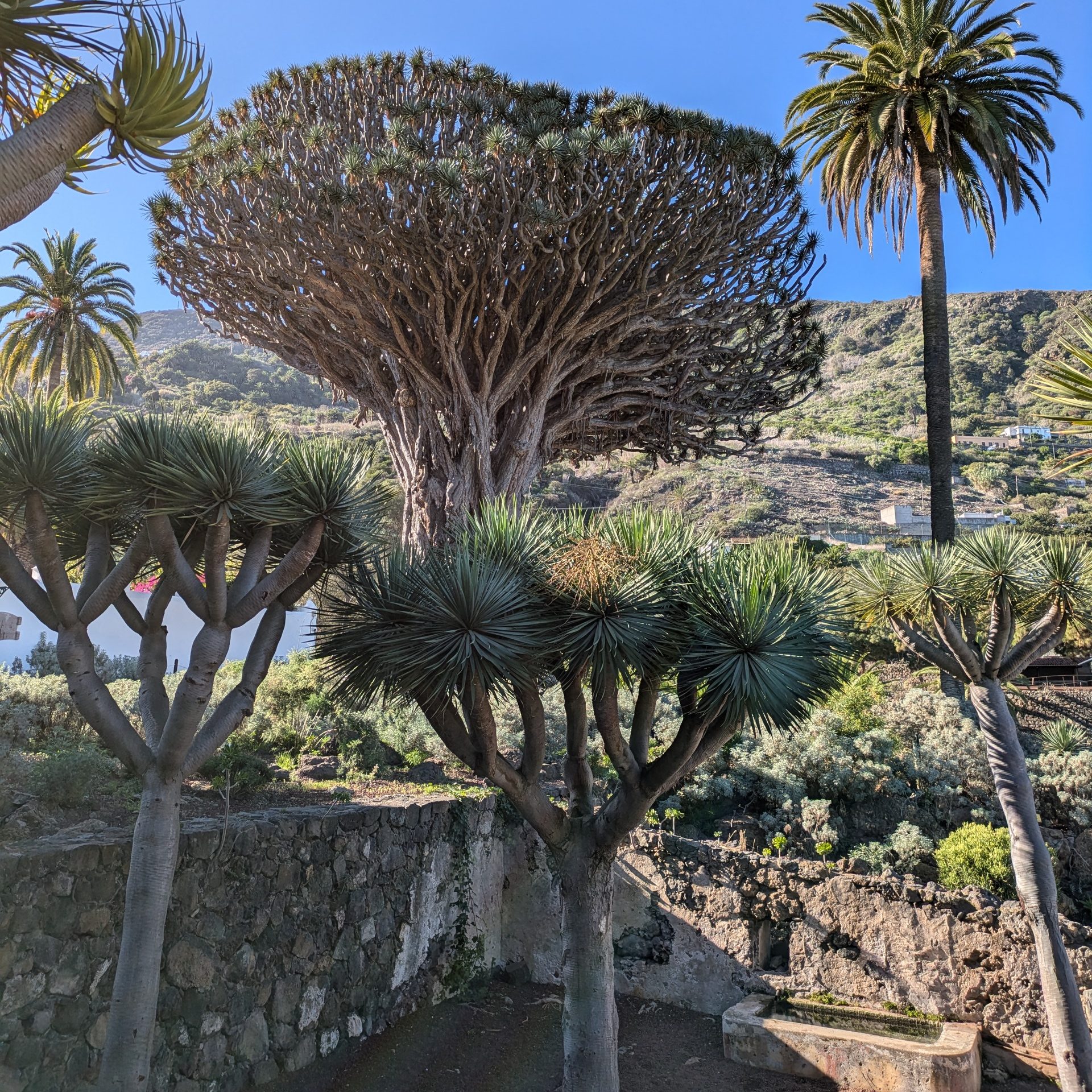 Digital nomad Tenerife Drago Milenario tree in Icod de los Vinos, surrounded by gardens