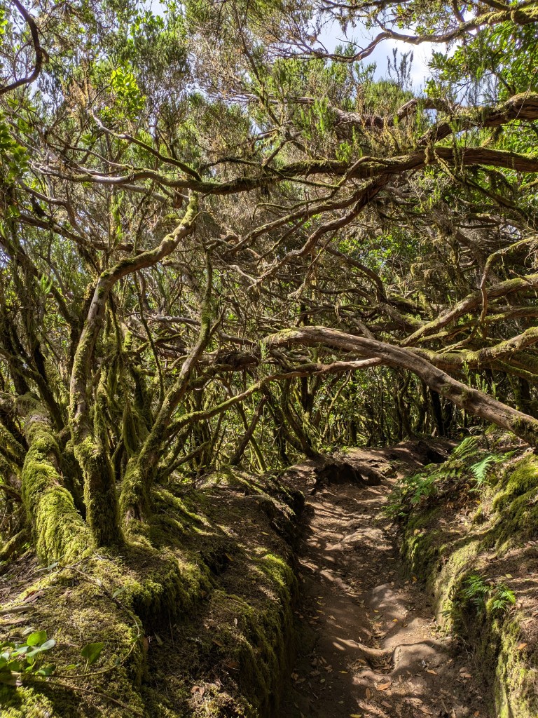 Digital nomad Tenerife Scenic hiking trail surrounded by lush greenery in the Anaga Rural Park