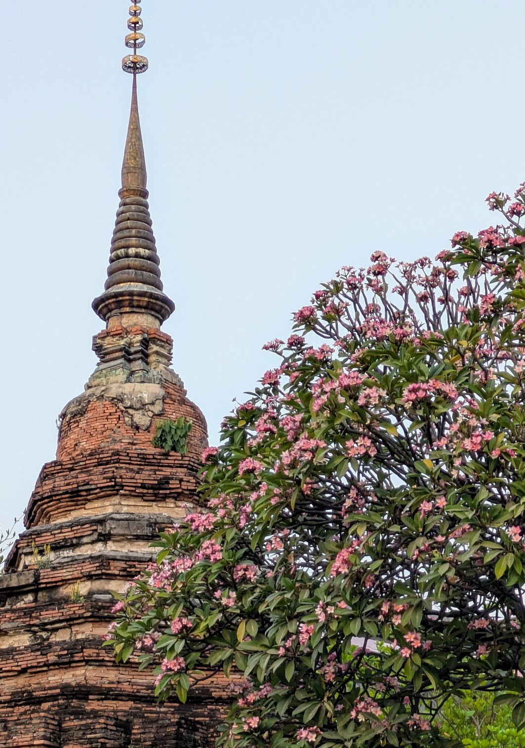 Ancient temple with blooming flowers – Cultural escape for a digital nomad in Thailand Chiang Mai